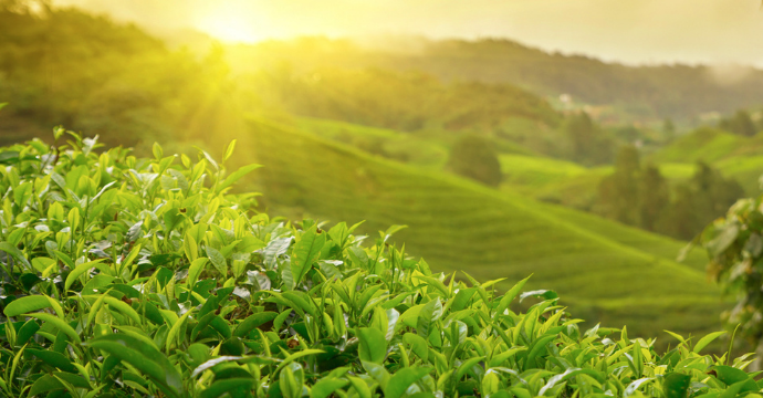 Cameron Highlands Cele mai frumoase locuri din Asia